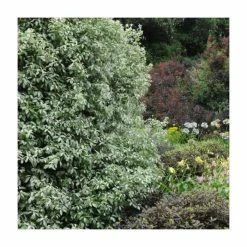 15 - 20cm Pittosporum tenuifolium 'Victoria' | 9cm Pot