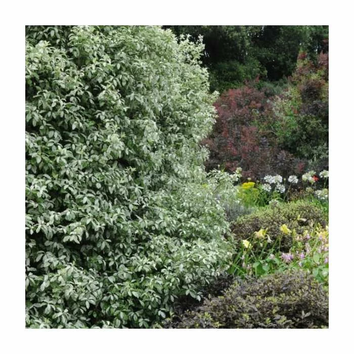 15 - 20cm Pittosporum tenuifolium 'Victoria' | 9cm Pot 3 15 - 20cm Pittosporum tenuifolium 'Victoria' | 9cm Pot