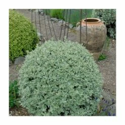 8 - 10cm Pittosporum tenuifolium 'Silver Ball' | 9cm Pot