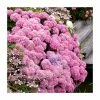 10 - 15cm Hydrangea macrophylla DOLCE (R) FRANCE | 9cm Pot -Frank P Matthews Sales Shop PL9239122 main image d4ff