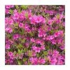 Evergreen Azalea 'Amoena' | 3L Pot
