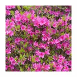 Evergreen Azalea 'Amoena' | 3L Pot