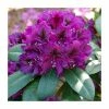 Rhododendron x hybrid 'Polar Night' | 7.5L Pot -Frank P Matthews Sales Shop PL9239142 main image 6862