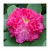 1ft Evergreen Rhododendron 'Germania' | 7.5L Pot -Frank P Matthews Sales Shop PL9239143 main image 82a8
