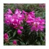 1ft Evergreen Rhododendron 'Graziella' | 7.5L Pot -Frank P Matthews Sales Shop PL9239144 main image b776