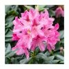 2ft Evergreen Rhododendron 'Cosmopolitan' | 7.5L Pot -Frank P Matthews Sales Shop PL9239145 main image 48c3