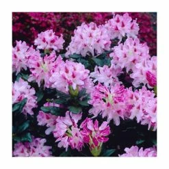 2ft Evergreen Rhododendron 'Cosmopolitan' | 7.5L Pot -Frank P Matthews Sales Shop PL9239145 rollover image 7858