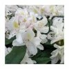 2ft Rhododendron 'Madame Masson' | 7.5L Pot 1 2ft Rhododendron 'Madame Masson' | 7.5L Pot -Frank P Matthews Sales Shop PL9239147 main image 12e0