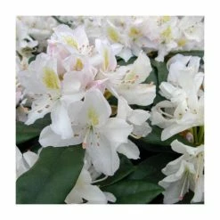 2ft Rhododendron 'Madame Masson' | 7.5L Pot