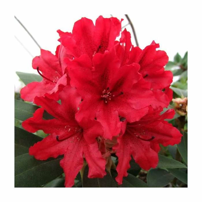 2ft Rhododendron 'Tarragona' | 7.5L Pot 3 2ft Rhododendron 'Tarragona' | 7.5L Pot