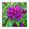 2ft Rhododendron 'Libretto' | 7.5L Pot