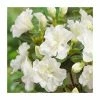 Evergreen Azalea 'Snow Pearl' | 3L Pot -Frank P Matthews Sales Shop PL9239151 main image 5deb