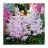 Astilbe japonica 'Europa' | 3L Pot -Frank P Matthews Sales Shop PL9239168 main image 01a2