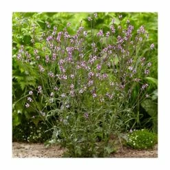 Frank P Matthews Sales Shop -Frank P Matthews Sales Shop PL9239198 rollover image bcad