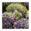 Hydrangea Magical Amethyst 'Blue' | 5L Pot -Frank P Matthews Sales Shop PL925660 main image b883
