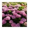 Hydrangea Magical Amethyst 'Rose' | 5L Pot -Frank P Matthews Sales Shop PL925661 main image dff2