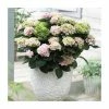 Hydrangea Magical Revolution 'Rose' | 5L Pot -Frank P Matthews Sales Shop PL925663 main image 1001