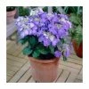 40cm Hydrangea macrophylla 'Teller Blue' | 5L Pot -Frank P Matthews Sales Shop PL925664 main image d89d