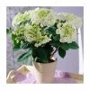 40cm Hydrangea macrophylla 'Teller White' | 5L Pot -Frank P Matthews Sales Shop PL925666 main image 64e7