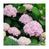 40cm Hydrangea Forever & Ever 'White/Pink' | 5L Pot