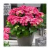 Hydrangea Forever & Ever | White and Red Mix | 5L Pot -Frank P Matthews Sales Shop PL925668 main image aa25