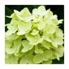 Hydrangea Forever & Ever 'Lime Green' | 5L Pot -Frank P Matthews Sales Shop PL925669 main image ec7f