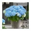 Hydrangea Forever & Ever 'Light Blue' | 5L Pot -Frank P Matthews Sales Shop PL925670 main image fe51