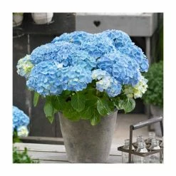 Hydrangea Forever & Ever 'Light Blue' | 5L Pot