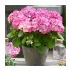Hydrangea Forever & Ever 'Pink' | 5L Pot -Frank P Matthews Sales Shop PL925671 main image 0b63