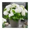 Hydrangea Forever & Ever 'White' | 5L Pot -Frank P Matthews Sales Shop PL925672 main image e3da