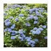 40cm Hydrangea Forever & Ever 'Dark Blue' | 5L Pot -Frank P Matthews Sales Shop PL925673 main image 2e28