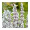 Lamb's Ear | Stachys byzantina | 10.5cm Pot