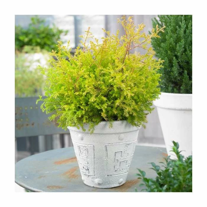 Thuja occidentalis 'Rheingold' | White Cedar 3 Thuja occidentalis 'Rheingold' | White Cedar