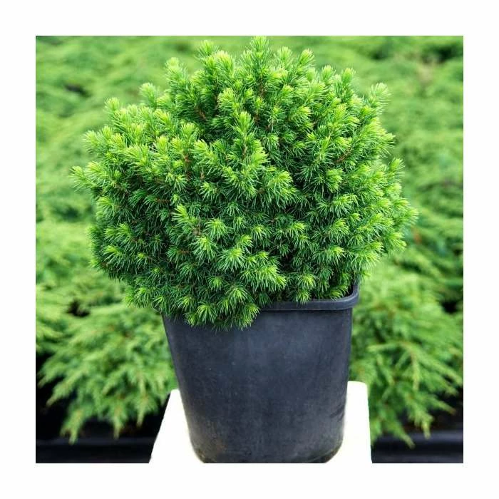 Picea glauca var. albertiana 'Alberta Globe' | 1L Pot 3 Picea glauca var. albertiana 'Alberta Globe' | 1L Pot