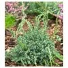 Juniperus squamata 'Blue Carpet' | Himalayan Juniper -Frank P Matthews Sales Shop PL9730 main image 9ace