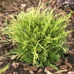 Juniperus × pfitzeriana 'Carbery Gold' | 1L Pot