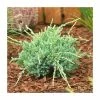 Juniperus squamata 'Holger' | Himalayan Juniper