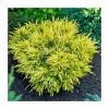 Juniperus horizontalis 'Limeglow' | 1L Pot