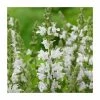Salvia 'Sensation White' | 10.5cm Pot -Frank P Matthews Sales Shop PL9953 main image e786