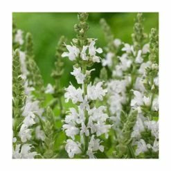 Salvia 'Sensation White' | 10.5cm Pot