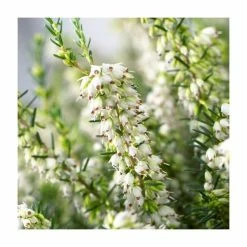 Frank P Matthews Sales Shop -Frank P Matthews Sales Shop PL9965 rollover image f34f