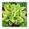 Hosta Marmalade on Toast | 3 Litre Pot -Frank P Matthews Sales Shop PL9993 main image 1c9b