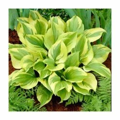 Hosta Marmalade on Toast | 3 Litre Pot