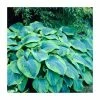 Hosta Flavocircinalis | 5 Litre Pot