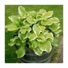 Hosta Fragrant Bouquet | 5 Litre Pot