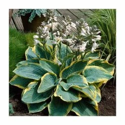 Hosta Frances Williams | 5 Litre Pot