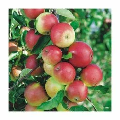 4ft 'Discovery' Patio Dessert Apple Tree | M27 Dwarfing Rootstock | 11.5L Pot | By Frank P Matthews™ -Frank P Matthews Sales Shop TR004611 5L rollover image 5411