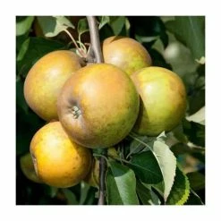 4ft 'Egremont Russet Patio Apple Tree | M27 Dwarfing Rootstock | 11.5L Pot | By Frank P Matthews™ 9 4ft 'Egremont Russet Patio Apple Tree | M27 Dwarfing Rootstock | 11.5L Pot | By Frank P Matthews™ -Frank P Matthews Sales Shop TR004711 5L add image 1 b395