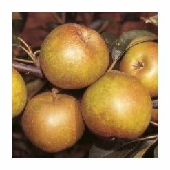 4ft 'Egremont Russet Patio Apple Tree | M27 Dwarfing Rootstock | 11.5L Pot | By Frank P Matthews™ 10 4ft 'Egremont Russet Patio Apple Tree | M27 Dwarfing Rootstock | 11.5L Pot | By Frank P Matthews™ -Frank P Matthews Sales Shop TR004711 5L add image 2 f158