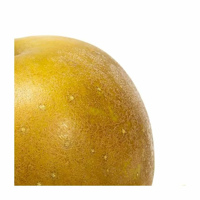 4ft 'Egremont Russet Patio Apple Tree | M27 Dwarfing Rootstock | 11.5L Pot | By Frank P Matthews™ 4 4ft 'Egremont Russet Patio Apple Tree | M27 Dwarfing Rootstock | 11.5L Pot | By Frank P Matthews™ - Image 2